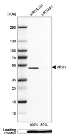 Anti-VRK1 Antibody