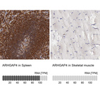 Anti-ARHGAP4 Antibody