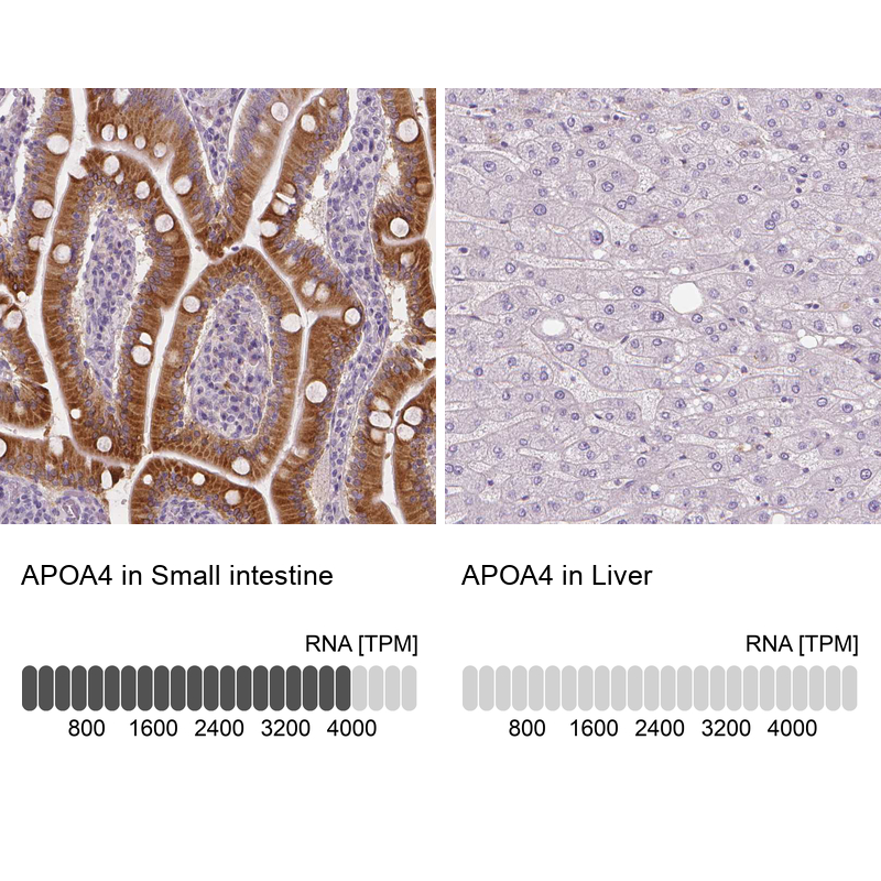 Anti-APOA4 Antibody