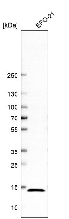 Anti-RPL30 Antibody
