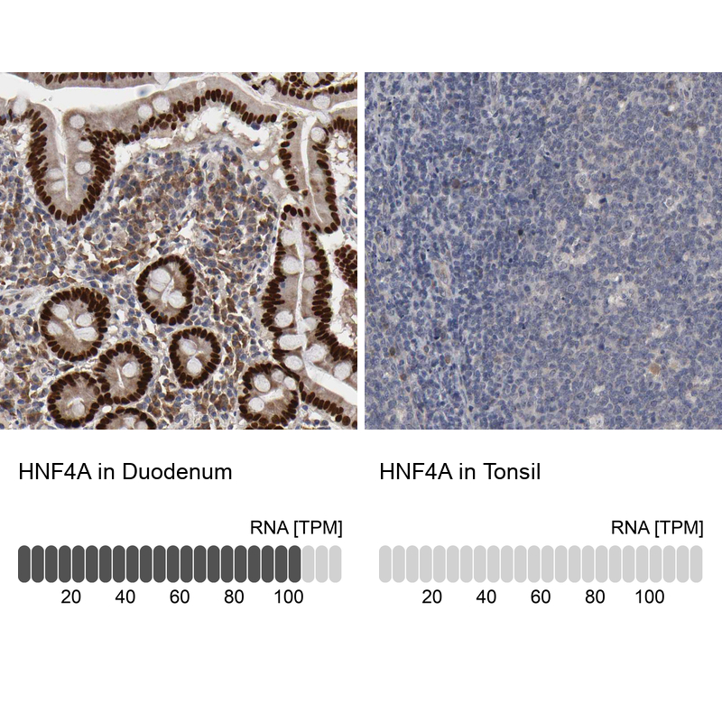 Anti-HNF4A Antibody