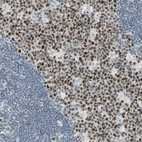 Anti-BCL6 Antibody
