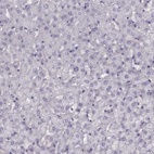 Anti-SNCA Antibody
