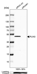 Anti-PLIN3 Antibody