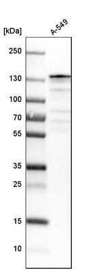 Anti-USP28 Antibody