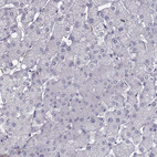 Anti-ISYNA1 Antibody