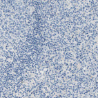 Anti-CA14 Antibody