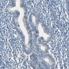 Anti-CYP2E1 Antibody