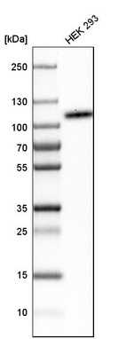 Anti-CD276 Antibody