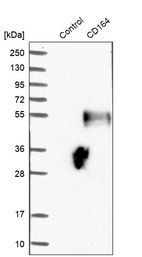 Anti-CD164 Antibody