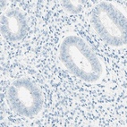 Anti-FMR1NB Antibody