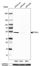 Anti-PTPN1 Antibody