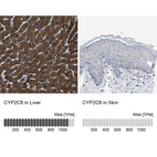 Anti-CYP2C8 Antibody