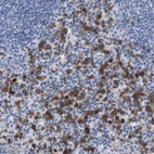Anti-C5AR1 Antibody