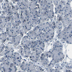 Anti-SLC13A3 Antibody