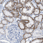 Anti-SLC3A2 Antibody