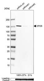 Anti-XPO5 Antibody