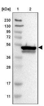 Anti-CYB5R4 Antibody