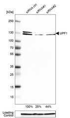 Anti-UPF1 Antibody