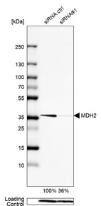 Anti-MDH2 Antibody