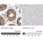 Anti-PAFAH1B1 Antibody