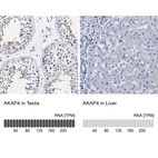 Anti-AKAP4 Antibody