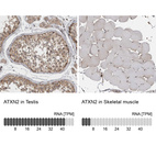 Anti-ATXN2 Antibody
