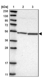 Anti-MRPS30 Antibody
