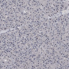 Anti-DLG2 Antibody