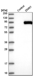 Anti-DNAI1 Antibody