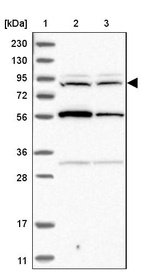 Anti-RNF19A Antibody