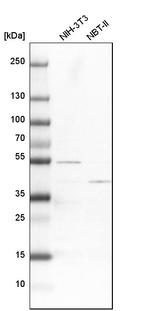 Anti-ATP6V1C1 Antibody