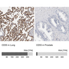 Anti-CD55 Antibody