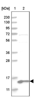Anti-MRPL41 Antibody