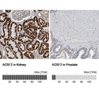 Anti-ACSF2 Antibody