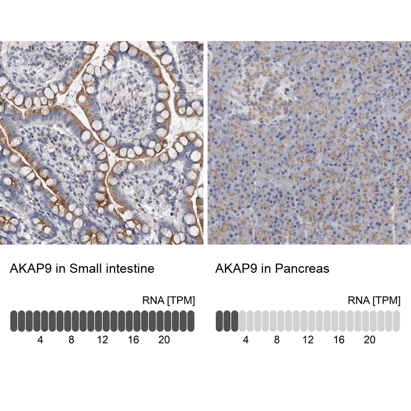 Anti-AKAP9 Antibody