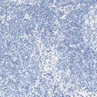 Anti-KCNJ1 Antibody