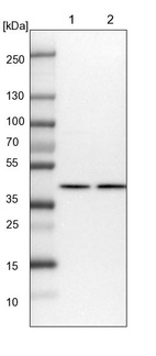 Anti-PPP1R8 Antibody
