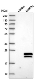 Anti-MSRB2 Antibody