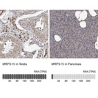 Anti-MRPS15 Antibody