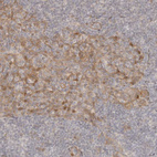 Anti-TUFT1 Antibody