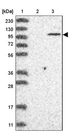 Anti-PARP10 Antibody