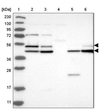 Anti-GSK3A Antibody