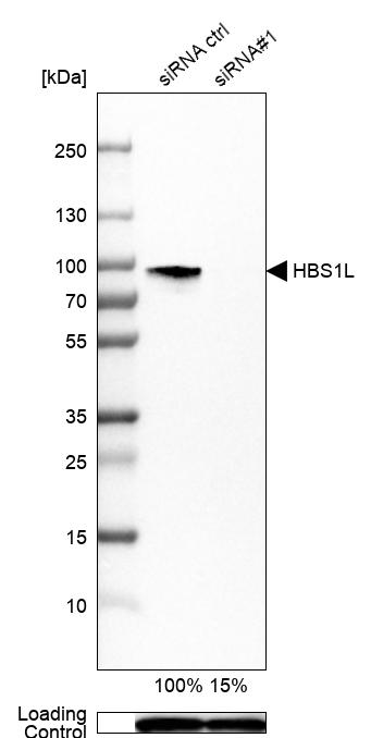 Anti-HBS1L Antibody