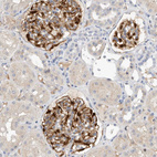 Anti-ARHGAP28 Antibody