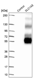 Anti-SLC1A5 Antibody