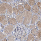 Anti-MRPS18A Antibody