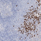 Anti-NIPAL4 Antibody