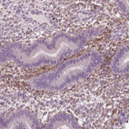 Anti-SYNGAP1 Antibody
