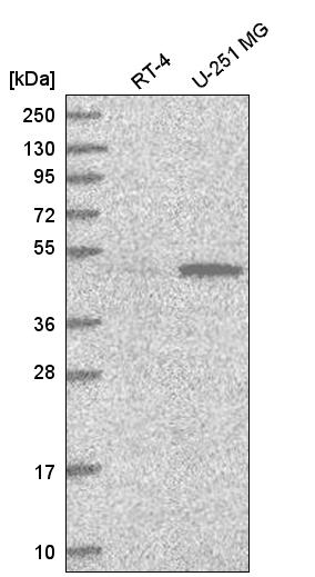 Anti-PWP1 Antibody